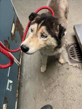 Rescue Siberian Husky Dogs for Adoption in Woodland, California - *ELIO | PetCurious