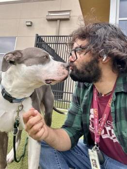 Mixed Breed Dogs Available for Adoption in Wichita, Kansas - Cato | PetCurious