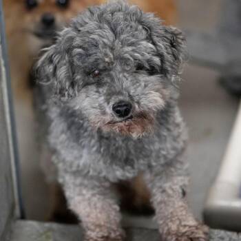 Poodle Dogs Available for Adoption in Peyton, Colorado - O