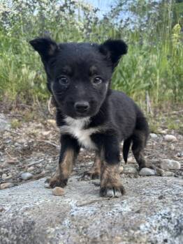 Jelly -  Shepherd Dog for Adoption in Spokane, Washington - Jelly | PetCurious