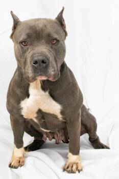 Sequoia -  Mixed Breed Dog for Adoption in Georgetown, South Carolina - Sequoia | PetCurious