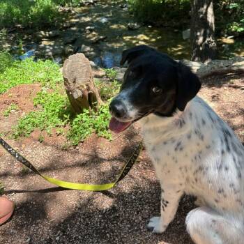 Australian Cattle Dog Blue Heeler and Border Collie Dogs Available for Adoption in Austin, Texas - Coryo | PetCurious