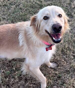 Honeybear -  Golden Retriever Dog for Adoption in Kiowa, Oklahoma - Honeybear | PetCurious