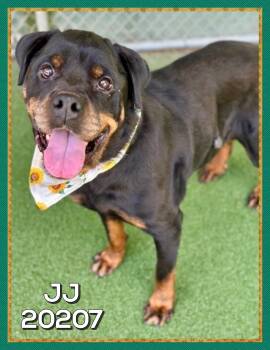 JJ -  Rottweiler Dog for Adoption in Marietta, Georgia - JJ | PetCurious