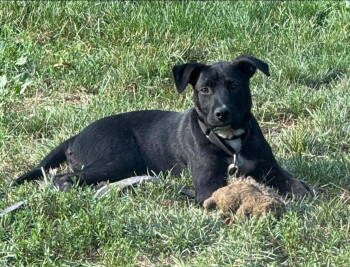 Rescue Pit Bull Terrier Dogs for Adoption in Germantown, Ohio - Henry Hawk | PetCurious