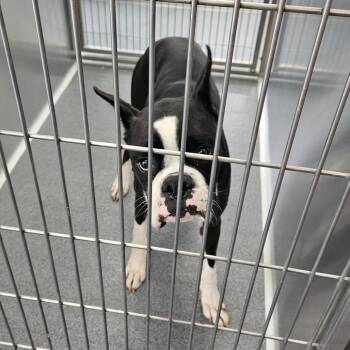 Boxer Dogs Available for Adoption in Montgomery, Alabama - Gunner | PetCurious