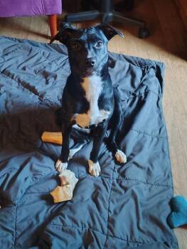 Savannah -  Labrador Retriever Dog for Adoption in South Bend, Indiana - Savannah | PetCurious