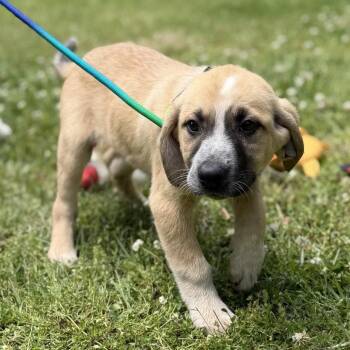 Labrador Retriever and Hound Dogs Available for Adoption in Locust Fork, Alabama - Rocket | PetCurious