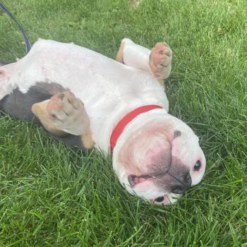Nola -  Bulldog Dog for Adoption in Elyria, Ohio - Nola | PetCurious