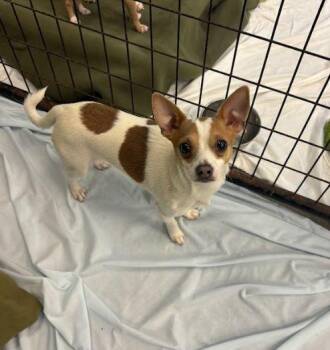 Chihuahua Dogs Available for Adoption - Hercules | PetCurious