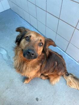 BERDEDA -  Golden Retriever and Mixed Breed Dog Available for Adoption in Corpus Christi, Texas - BERDEDA | PetCurious