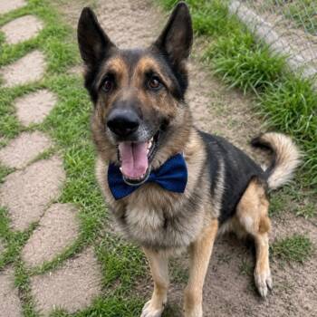 MARCUS GS -  German Shepherd Dog Dog for Adoption in Lucas, Texas - MARCUS GS | PetCurious