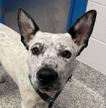 Finn -  Australian Cattle Dog Blue Heeler Dog for Adoption in Golden, Colorado - Finn | PetCurious