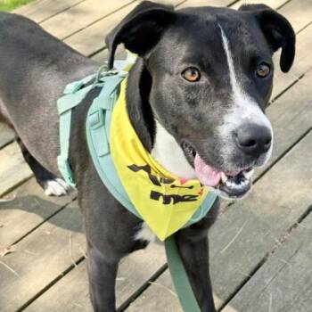 Pit Bull Terrier Dogs Available for Adoption in Indianapolis, Indiana - Patsy | PetCurious