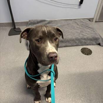 Blaze -  Mixed Breed Dog for Adoption in Canal Winchester, Ohio - Blaze | PetCurious