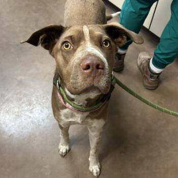 Tiara (Zuri) -  Mixed Breed Dog for Adoption in Flagstaff, Arizona - Tiara (Zuri) | PetCurious