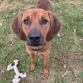 Rescue Redbone Coonhound Dogs for Adoption in Harrisonburg, Virginia - Scooter | PetCurious