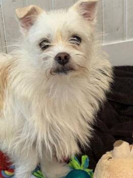 Rescue West Highland White Terrier Westie and Maltese Dogs for Adoption in Long Beach, New York - Brenda Lee | PetCurious
