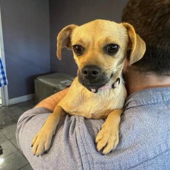Chihuahua and Mixed Breed Dogs Available for Adoption - Darla | PetCurious