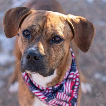 Plott Hound and Mixed Breed Dogs Available for Adoption in Fort Collins, Colorado - Foxx | PetCurious