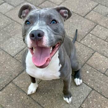 Luna -  Pit Bull Terrier and Mixed Breed Dog for Adoption in Madison, Wisconsin - Luna | PetCurious