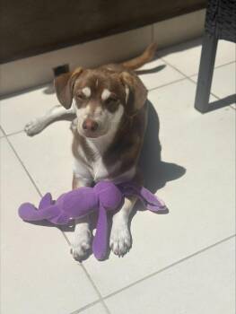 Ringo -  Beagle Dog for Adoption in San Diego, California - Ringo | PetCurious