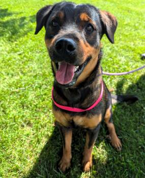 Frida -  Rottweiler Dog for Adoption in Valparaiso, Indiana - Frida | PetCurious