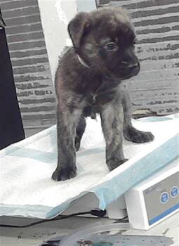 Rescue Labrador Retriever and Mixed Breed Dogs for Adoption in Houston, Texas - A2043148 | PetCurious