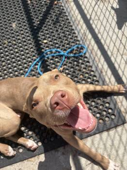 Rescue Pit Bull Terrier Dogs for Adoption in Smyrna, Georgia - Papa John | PetCurious