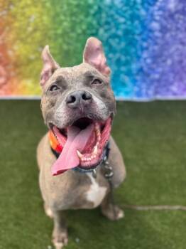 Blue Zeus -  Mixed Breed Dog for Adoption in Cincinnati, Ohio - Blue Zeus | PetCurious