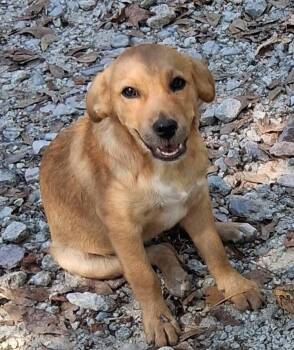 Rescue Mixed Breed Dogs for Adoption in Huntsville, Texas - Peanut | PetCurious