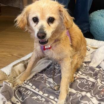 Luau 14346 -  Chihuahua Dog for Adoption in San Francisco, California - Luau 14346 | PetCurious