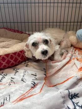 West Highland White Terrier Westie Dogs Available for Adoption - Snooks | PetCurious