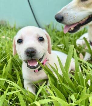 Labrador Retriever and Dachshund Dogs Available for Adoption in Isabela, Isabela -  Autumn - Small, Sweet, Sweet Low-Rider Girl *LOW FEE* | PetCurious