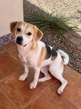 Rescue Shepherd Dogs for Adoption in New Castle, Delaware - MooMoo | PetCurious