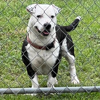 Terrier Dogs Available for Adoption in Locust Fork, Alabama - Axel | PetCurious
