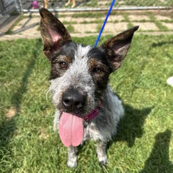 Sprout -  Terrier Dog for Adoption in Oconto, Wisconsin - Sprout | PetCurious