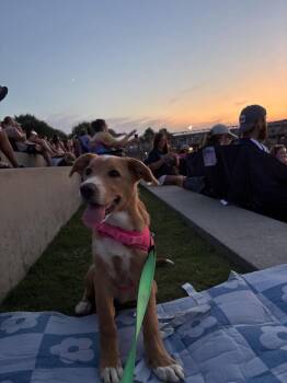 Hazel -  Mixed Breed Dog for Adoption in Chattanooga, Tennessee - Hazel | PetCurious