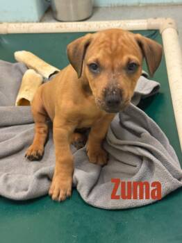 Zuma-in a foster home -  Terrier and Hound Dog for Adoption in South Bend, Indiana - Zuma-in A Foster Home | PetCurious