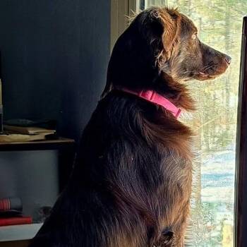 DELILAH -  Australian Shepherd and Spaniel Dog for Adoption in Chicopee, Massachusetts - DELILAH | PetCurious
