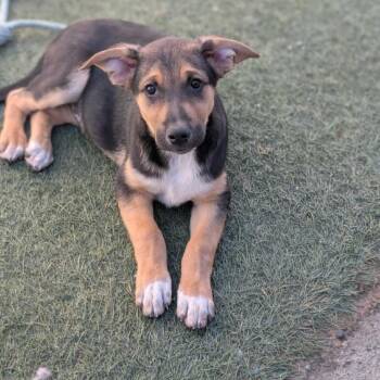 Australian Cattle Dog Blue Heeler and Mixed Breed Dogs Available for Adoption in Grand Junction, Colorado - Fleetwood | PetCurious