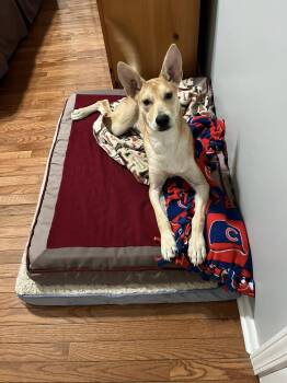 Rescue Terrier and Husky Dogs for Adoption in Plainfield, Illinois - Waffles | PetCurious