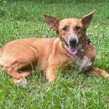 Rescue Shepherd and Cattle Dog Dogs for Adoption in Conroe, Texas - Ginger | PetCurious