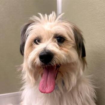 Moon Pie -  Shih Tzu and Mixed Breed Dog for Adoption in Woodinville, Washington - Moon Pie | PetCurious