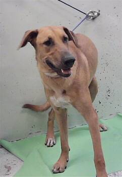 SIR DAVIS -  Rhodesian Ridgeback and Mixed Breed Dog for Adoption in Houston, Texas - SIR DAVIS | PetCurious