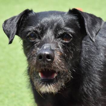 Stormy -  Miniature Schnauzer Dog for Adoption in Auburn, Nebraska - Stormy | PetCurious