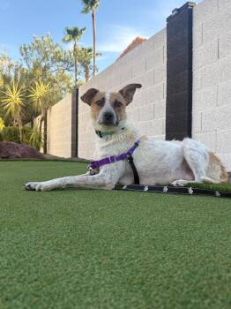 Tilde -  Cattle Dog and Terrier Dog for Adoption in Phoenix, Arizona - Tilde | PetCurious