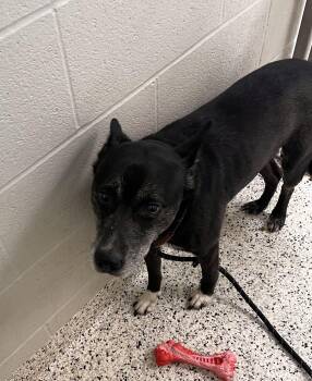 Rescue Australian Cattle Dog Blue Heeler and Husky Dogs for Adoption in Liberty, Missouri - *FOUND* | PetCurious