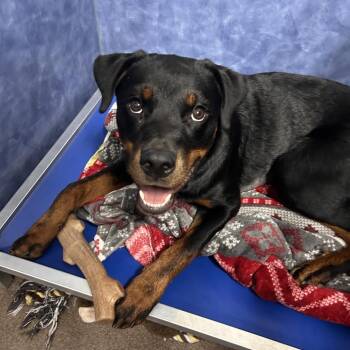 Samantha -  Rottweiler Dog for Adoption in South Elgin, Illinois - Samantha | PetCurious
