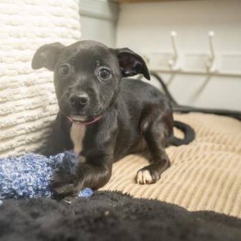 Wisk -  Terrier and Mixed Breed Dog for Adoption in Pawling, New York - Wisk | PetCurious